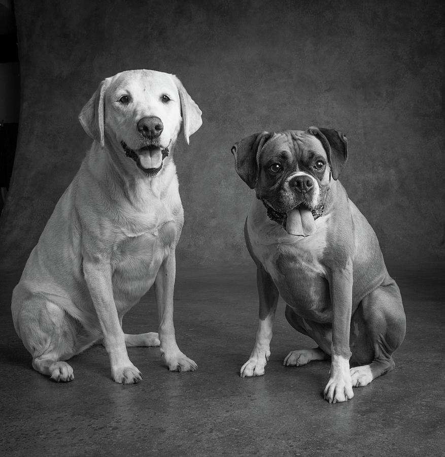Black And White Photograph - Portrait Of A Boxer Dog And Golden by Animal Images