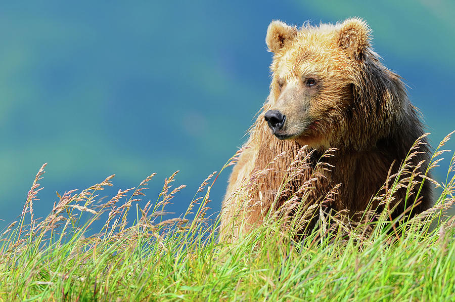 Katmai National Park Photograph - Portrait Of A Brown Bear  Portrait by Deb Garside