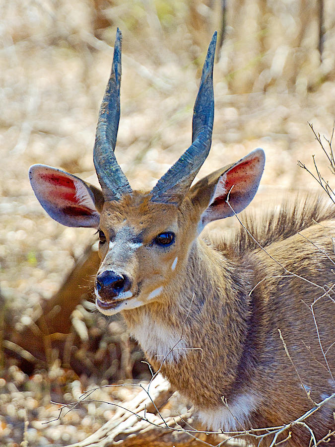 Portrait of a Bushbuck in Kruger National Park-South Africa  Photograph by Ruth Hager