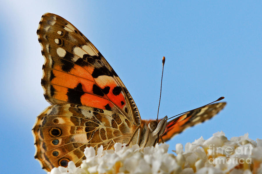 Portrait of a butterfly Photograph by Nick  Biemans