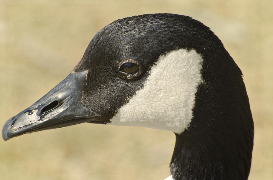 Goose Photograph - Portrait of a Canadian Goose  by Saija Lehtonen