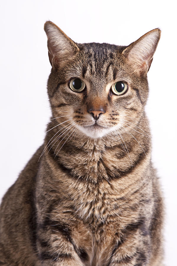 Portrait of a Cat Photograph by Drbimages