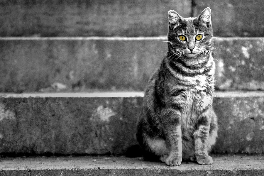 Portrait of a cat Photograph by Fabrizio Troiani