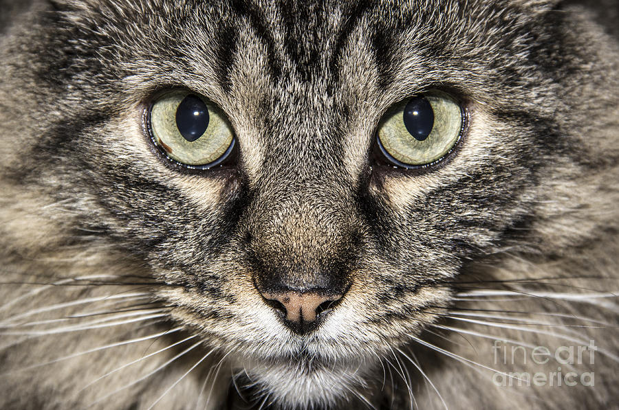 Portrait of a Cat Photograph by Jeannette Hunt