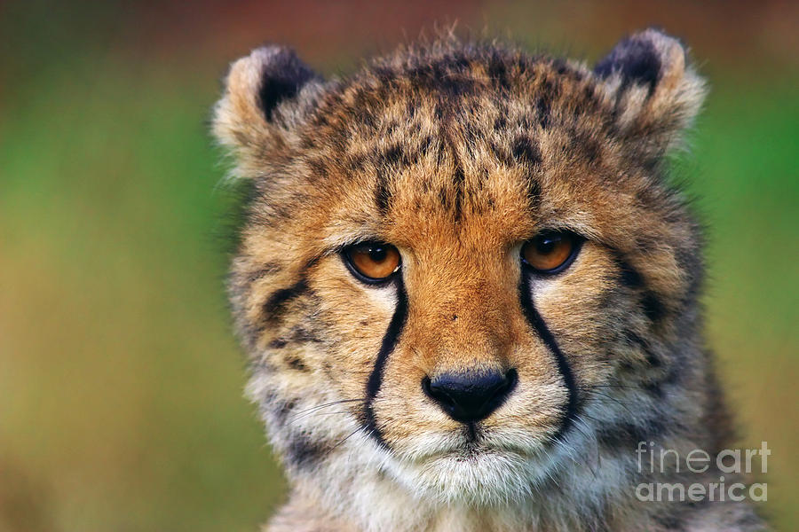 Portrait of a cheetah cub Photograph by Nick  Biemans
