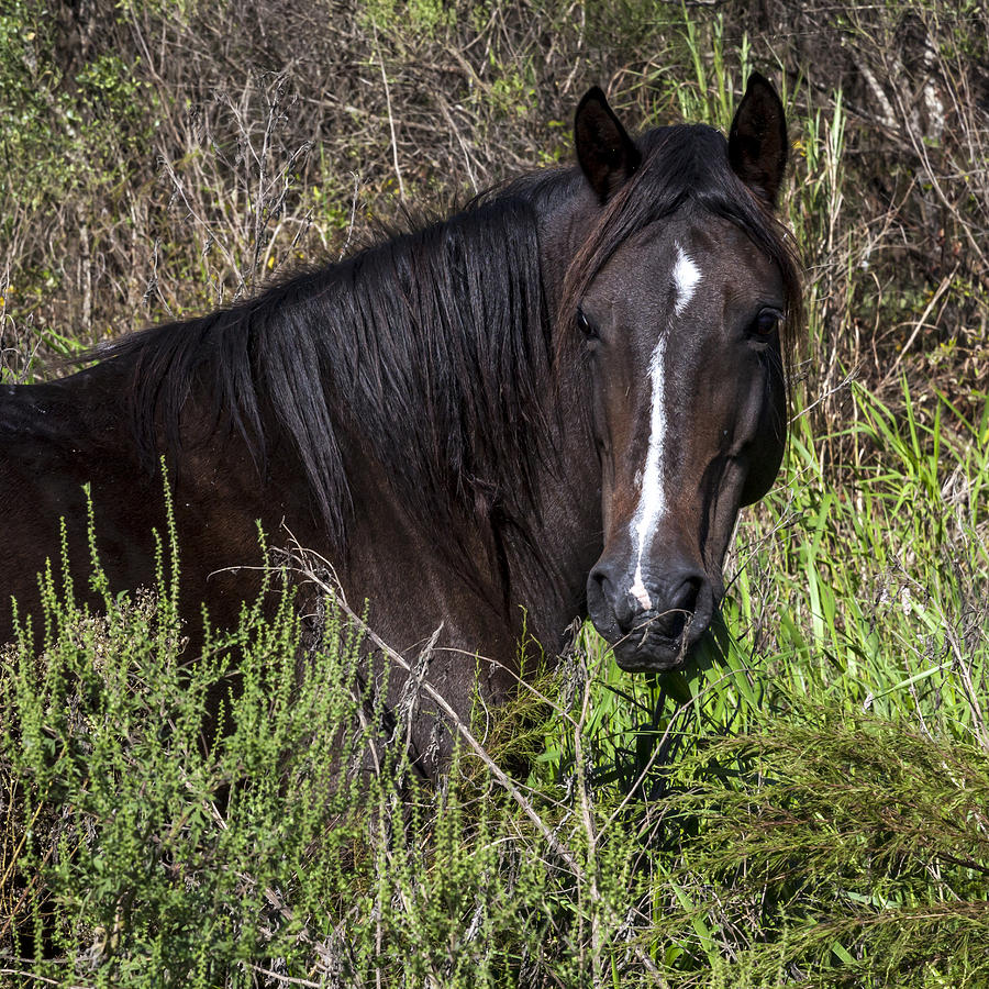 Florida Cracker Photograph - Portrait of a Chickasaw Pony by Lynn Palmer