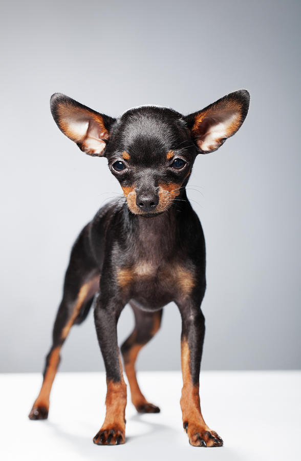 Portrait Of A Chihuahua Photograph by Alvarez