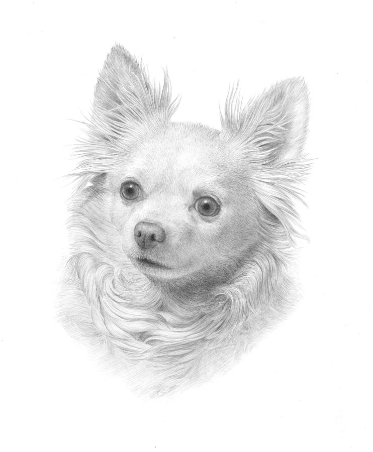 Black And White Drawing - Portrait of a Chihuahua by Diane Cardaci The Sketch Hunter