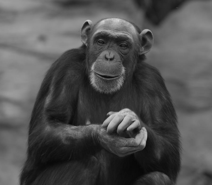 Portrait Of A Chimpanzee Clapping Photograph By Jill Mitchell