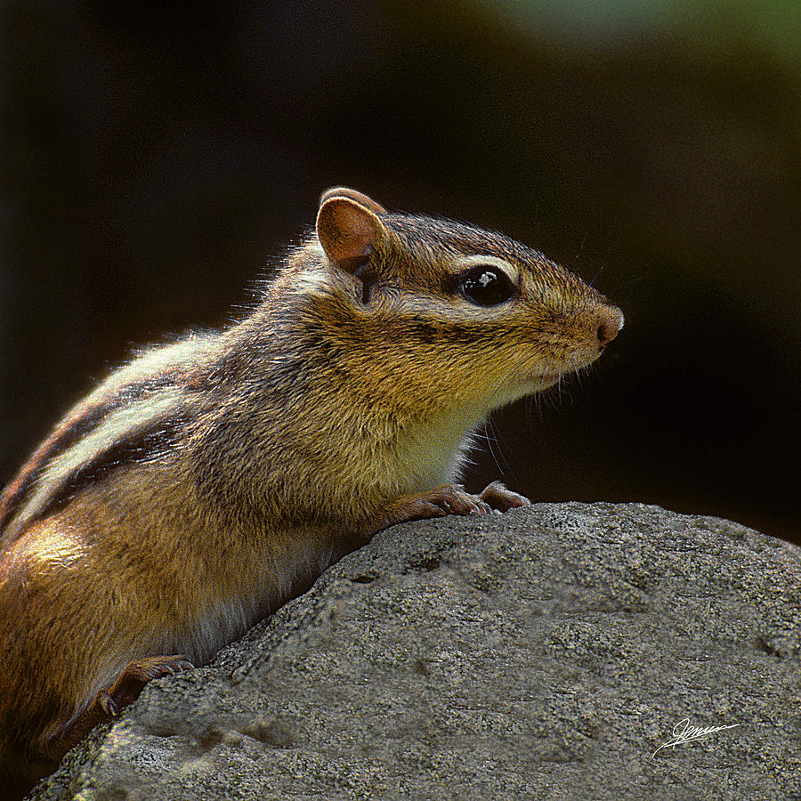 Portrait of a Chipmunk Photograph by Phil Jensen