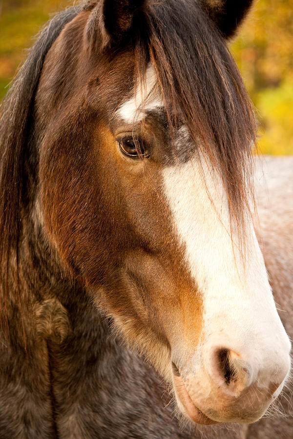 Portrait of a Clydesdale Photograph by Kristia Adams