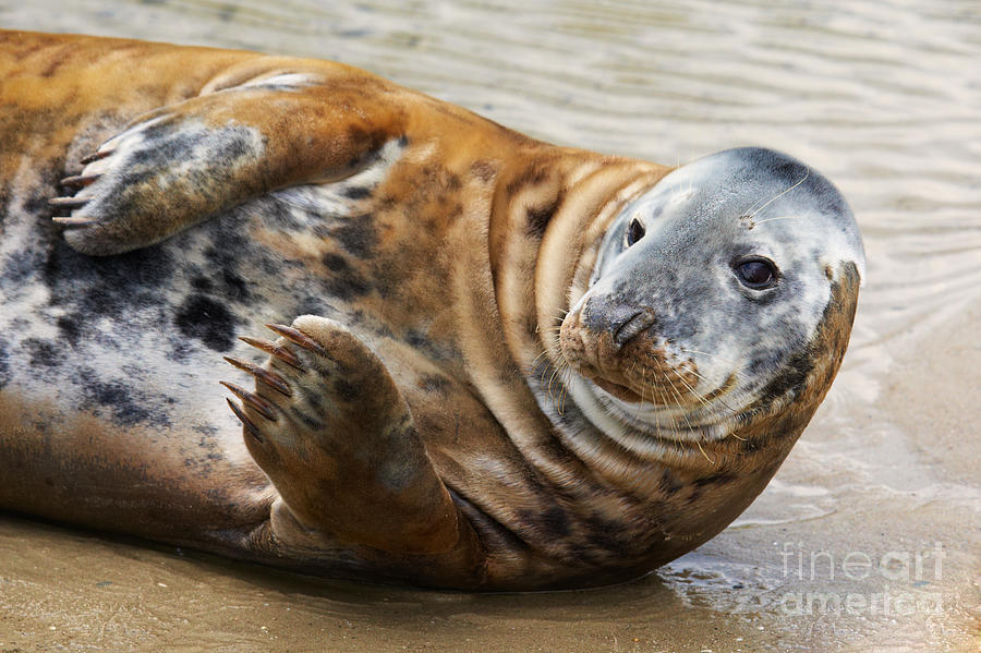 Portrait Of A Common Seal Photograph