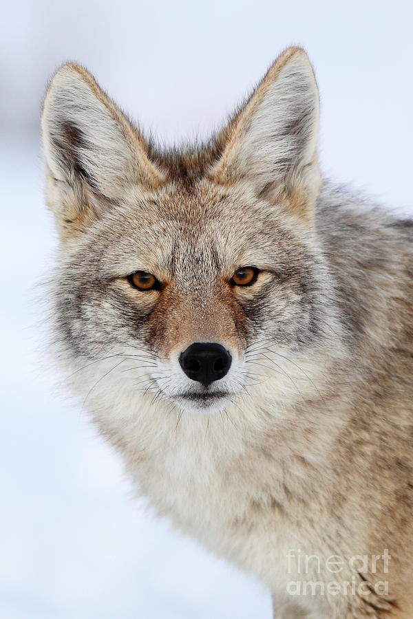 Portrait of a Coyote Photograph by Bill Singleton
