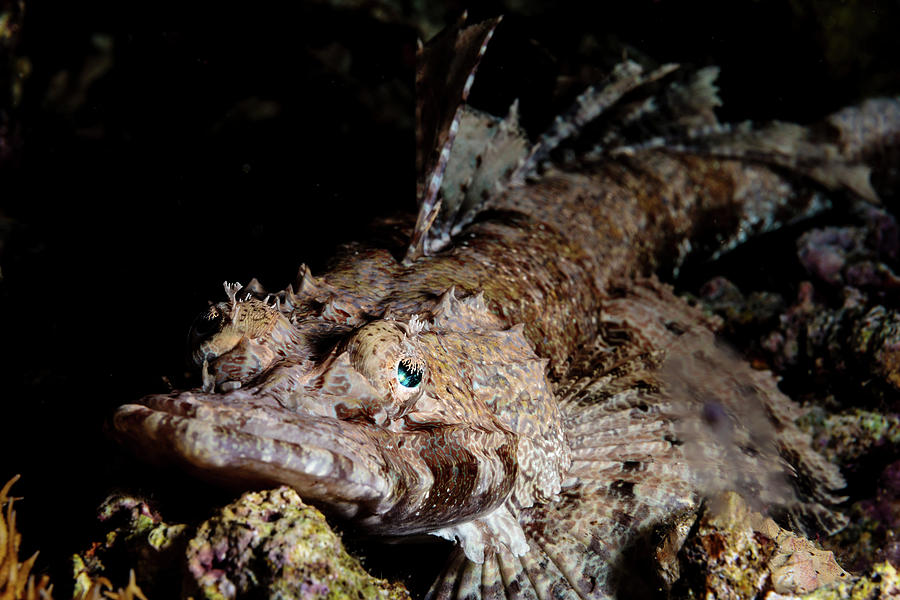 Portrait Of A Crocodilefish Photograph by Alessandro Cere