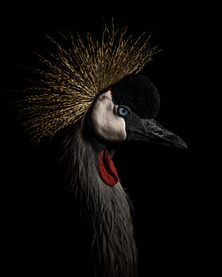 Bird Photograph - Portrait Of A Crowned Crane by Ernie Echols Bird Photograph - Portrait Of A Crowned Crane by Ernie Echols