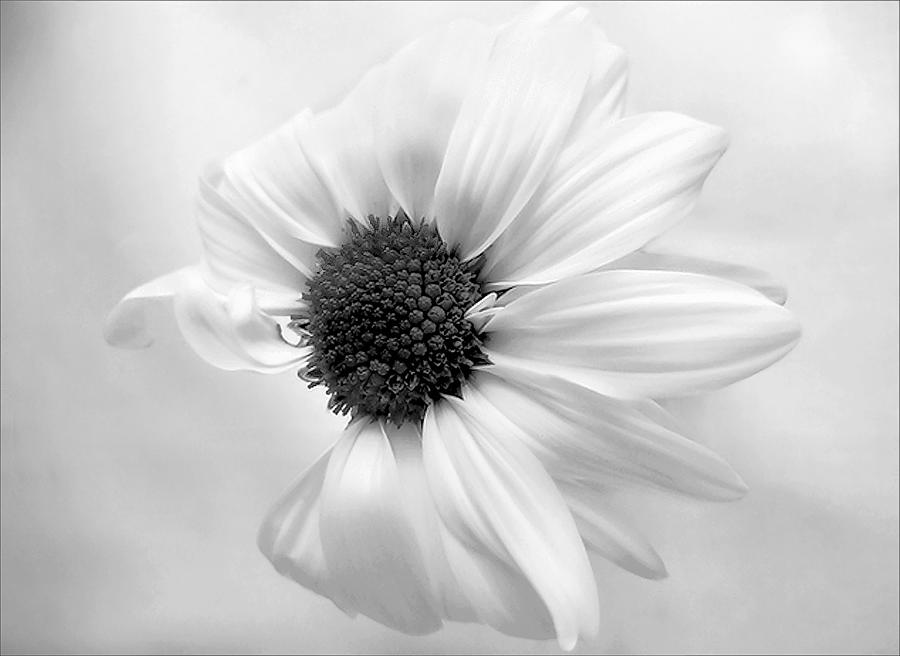 Portrait of a Daisy Photograph by Louise Kumpf