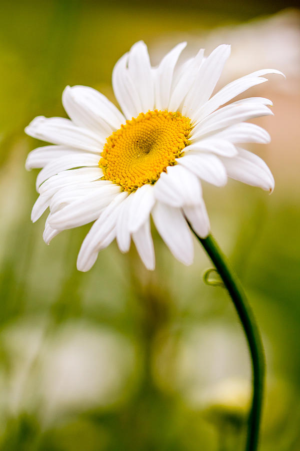 Portrait of a Daisy Photograph by Teri Virbickis