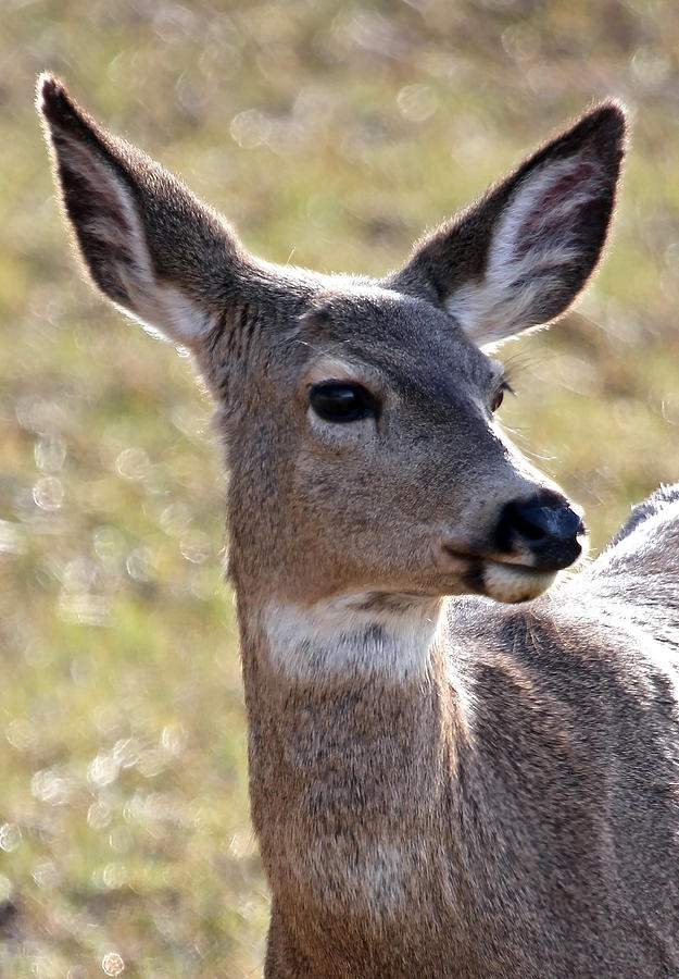 Portrait Of A Deer Photograph by Athena Mckinzie