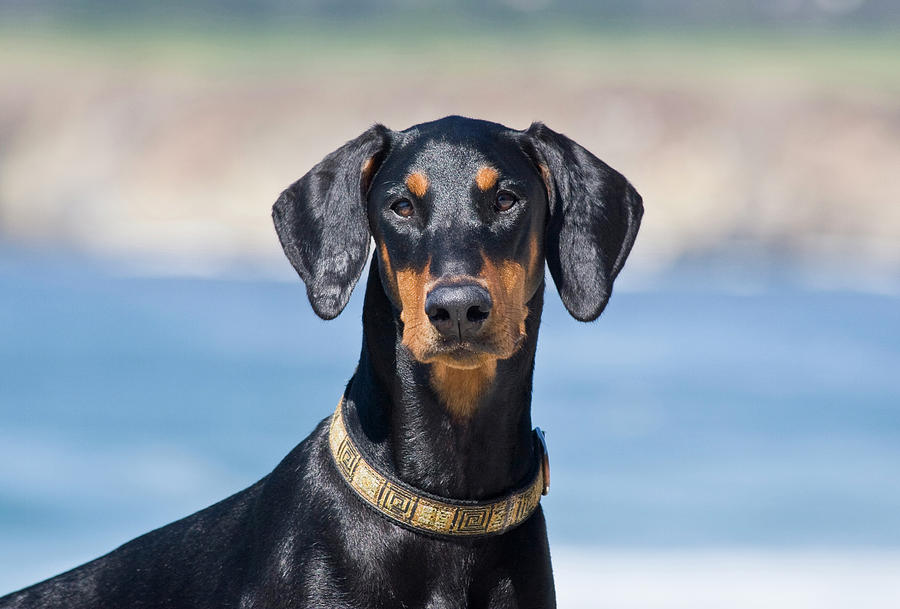 Portrait Of A Doberman Pinscher Photograph by Zandria Muench Beraldo