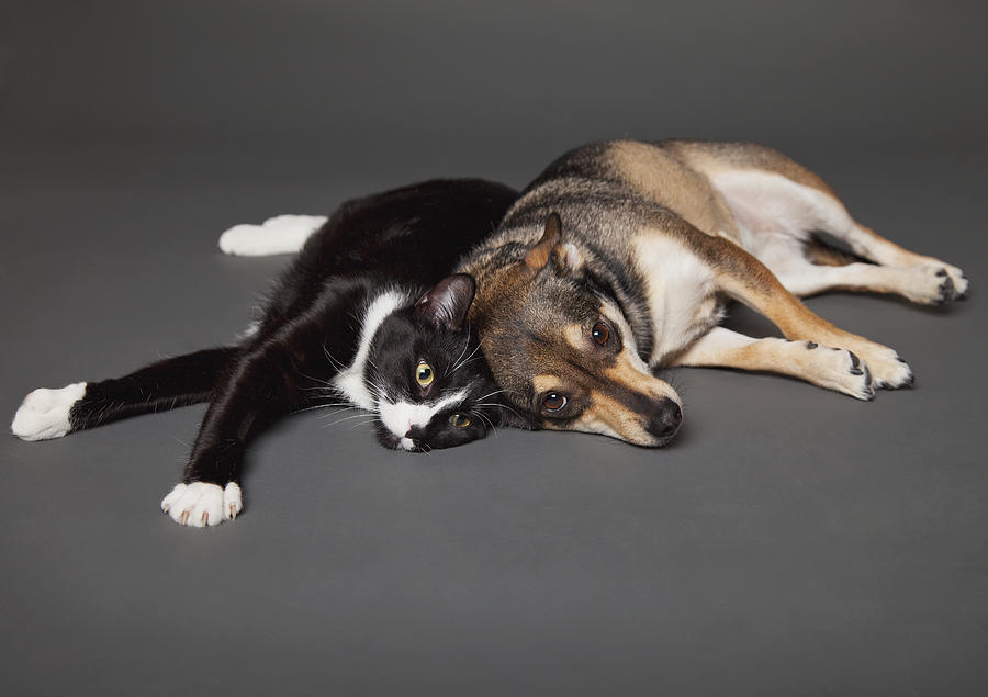 Portrait Of A Dog And Cat Laying Photograph by Leah Bignell