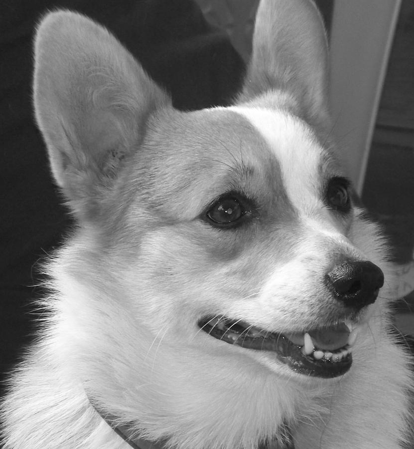 Portrait of a Dog - Corgi Photograph by Dark Whimsy