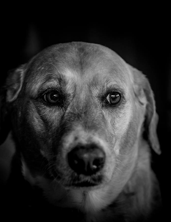 Portrait of a Dog Photograph by Jim DeLillo
