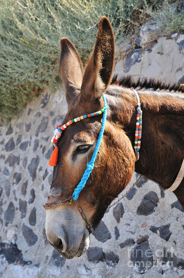 Greek Photograph - Portrait of a donkey by George Atsametakis