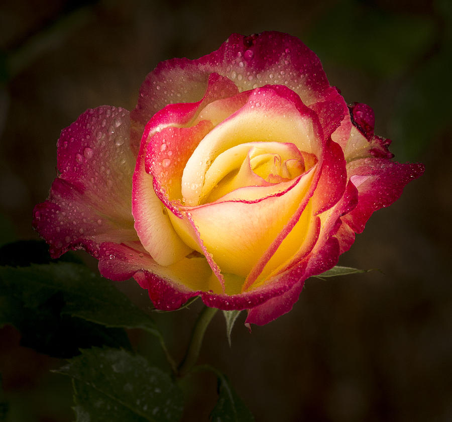 Flower Photograph - Portrait of a Double Delight Rose by Jean Noren