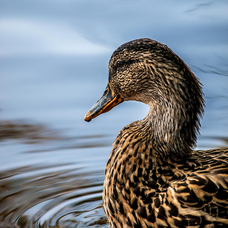 Duck Photograph - Portrait of a Duck by Bob Orsillo