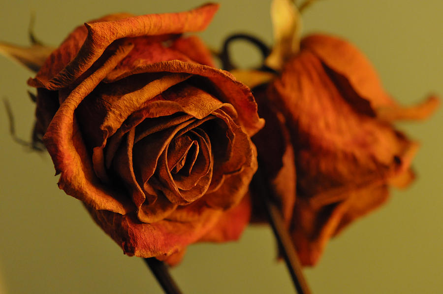 Rose Photograph - Portrait Of A Dying Rose by Floyd Raymer