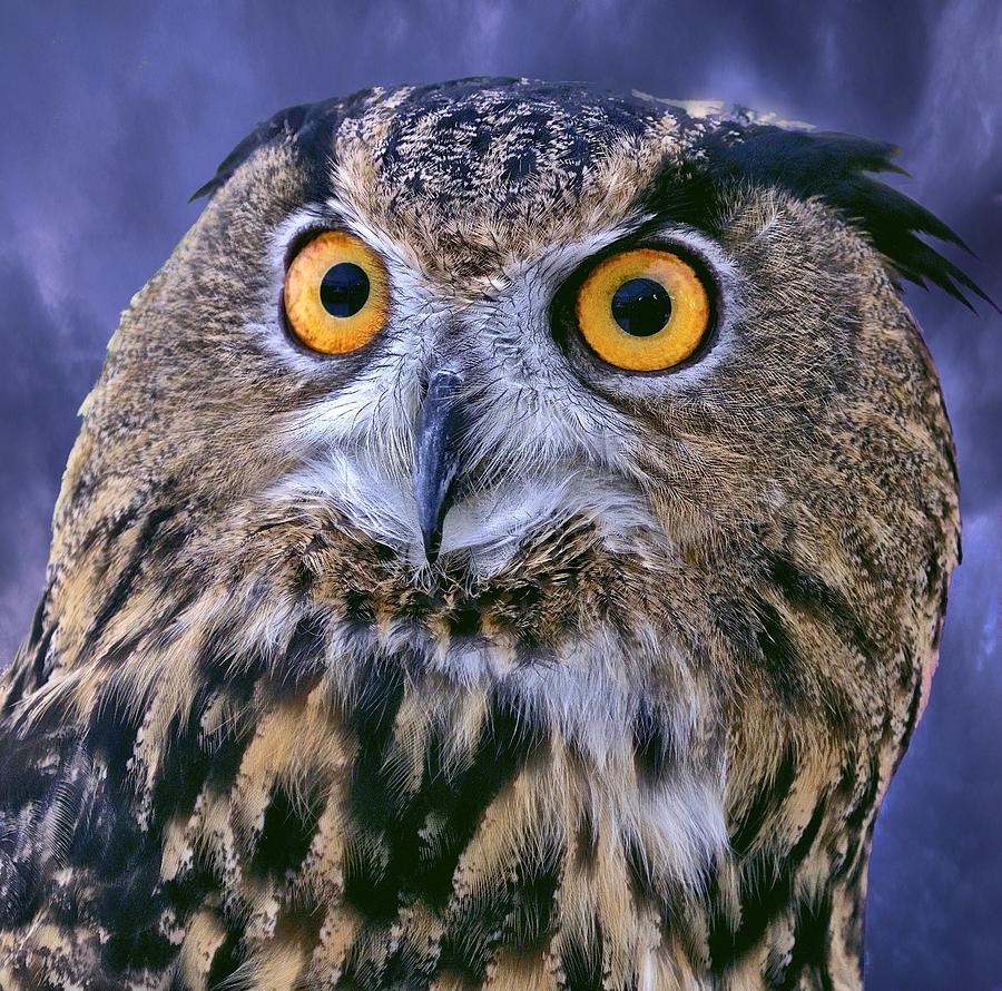 Portrait of a Eurasian Eagle Owl Photograph by Sandy Scott - Fine Art ...