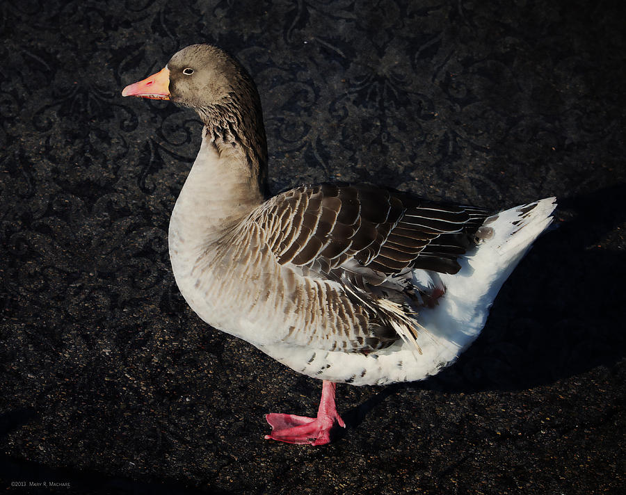 Portrait of a Fat Goose Photograph by Mary Machare