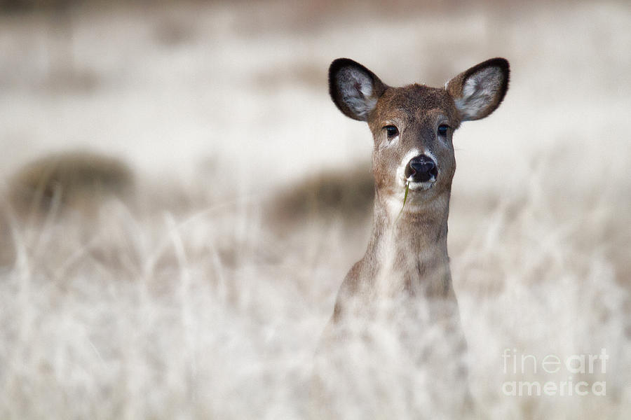 Deer Photograph - Portrait of a Fawn by Jim Garrison