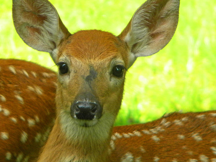 Portrait of a Fawn Photograph by Phillip W Strunk | Fine Art America