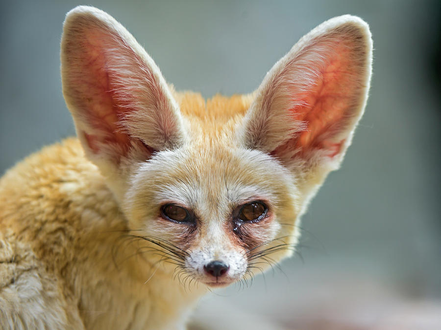 Portrait Of A Fennec Photograph by Picture By Tambako The Jaguar