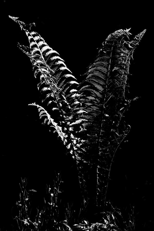 Portrait Of A Fern in Black and White Photograph by Carol Senske