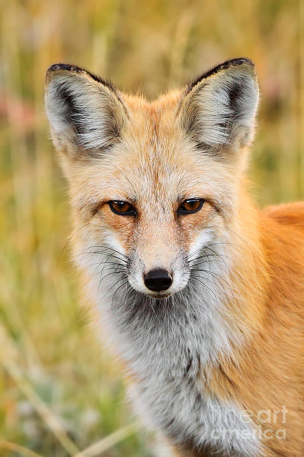 Portrait of a Fox Photograph by Bill Singleton