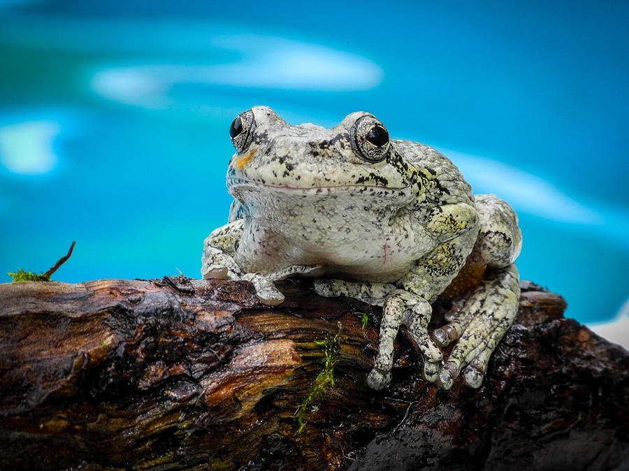 Portrait of a Frog Photograph by Frank Mari