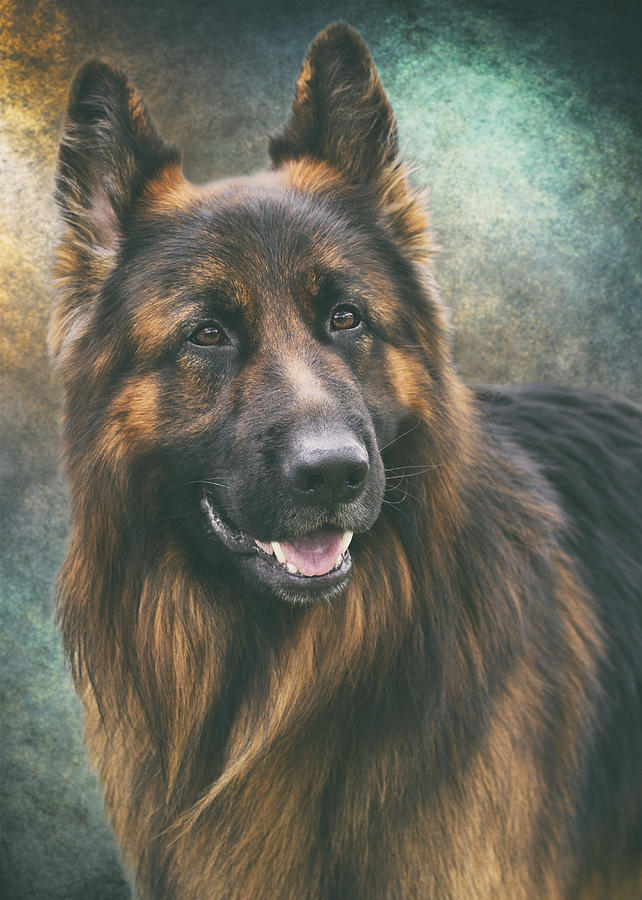 Portrait Of A German Shepherd Photograph by Wolf Shadow Photography