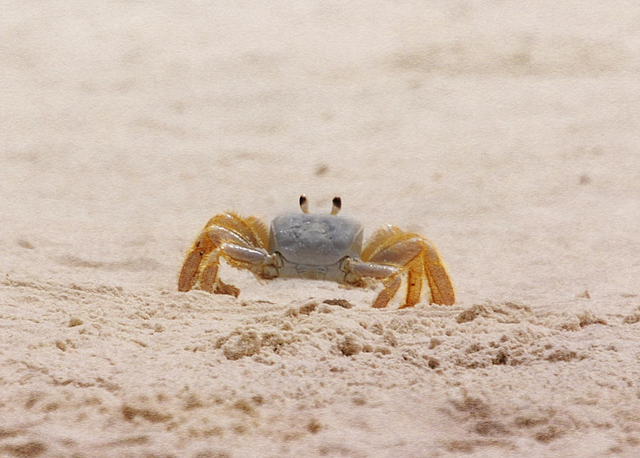 Portrait of a Ghost Crab Photograph by Judy Hall-Folde