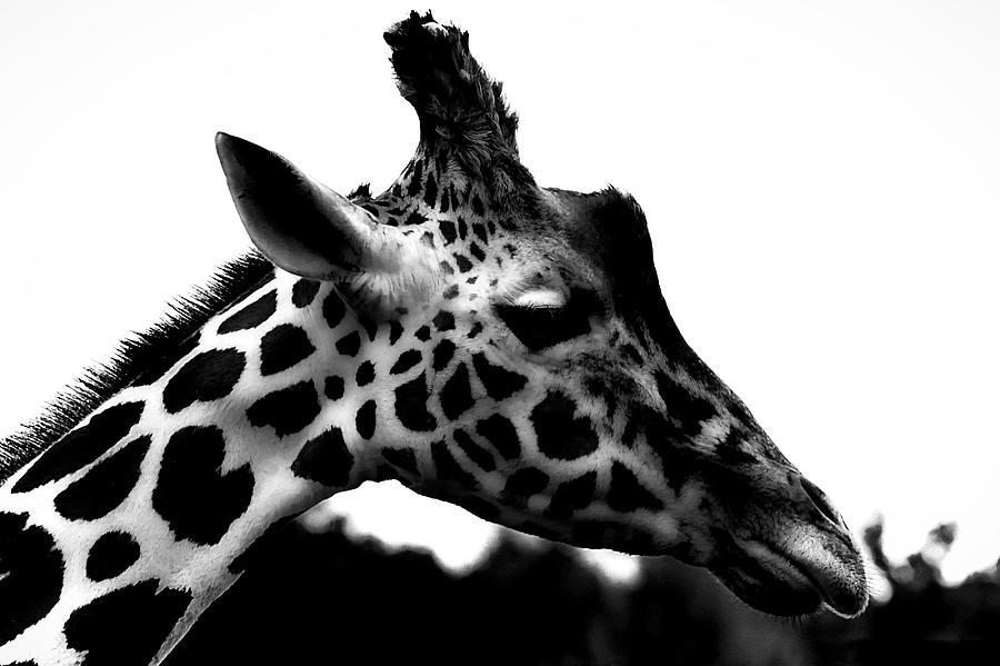 Giraffe Photograph - Portrait of a Giraffe by Martin Newman