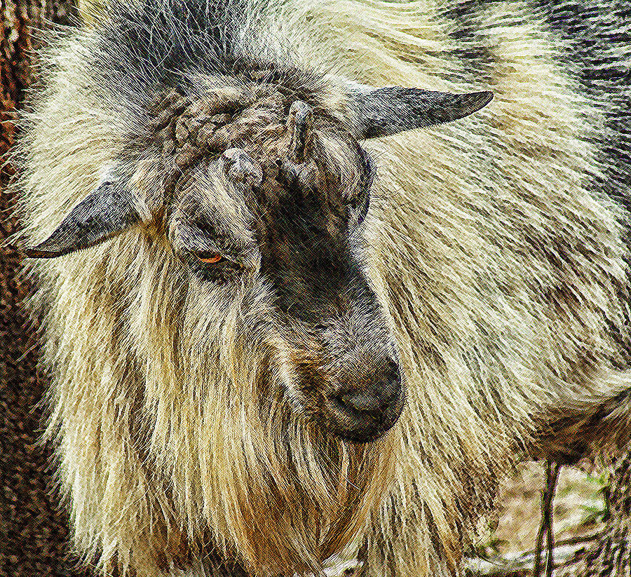 Goat Photograph - Portrait of A Goat by Joe Bledsoe