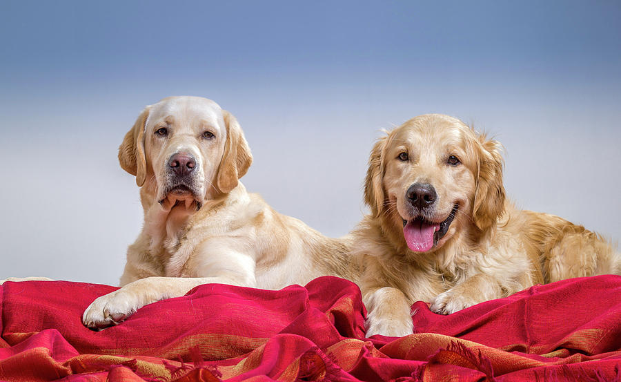 Horizontal Photograph - Portrait Of A Golden Retriever by Animal Images Horizontal Photograph - Portrait Of A Golden Retriever by Animal Images