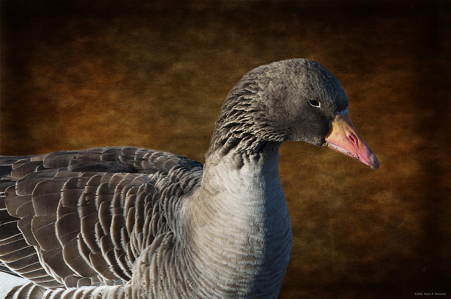 Portrait of a Goose II Photograph by Mary Machare