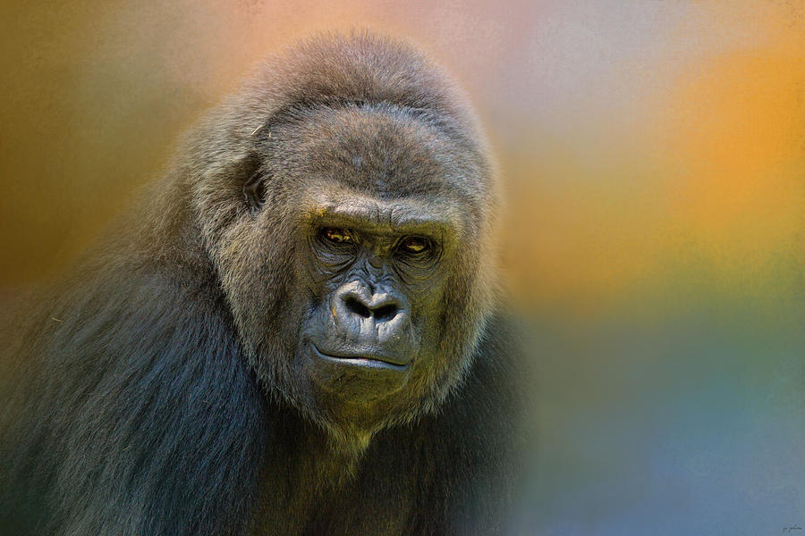 Portrait of a Gorilla Photograph by Jai Johnson