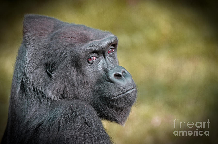Wildlife Photograph - Portrait of a Gorilla by Jim Fitzpatrick