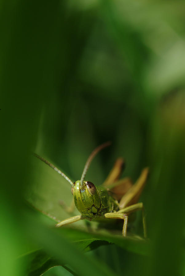 Portrait of a grasshopper Photograph by Ulrich Kunst And Bettina Scheidulin