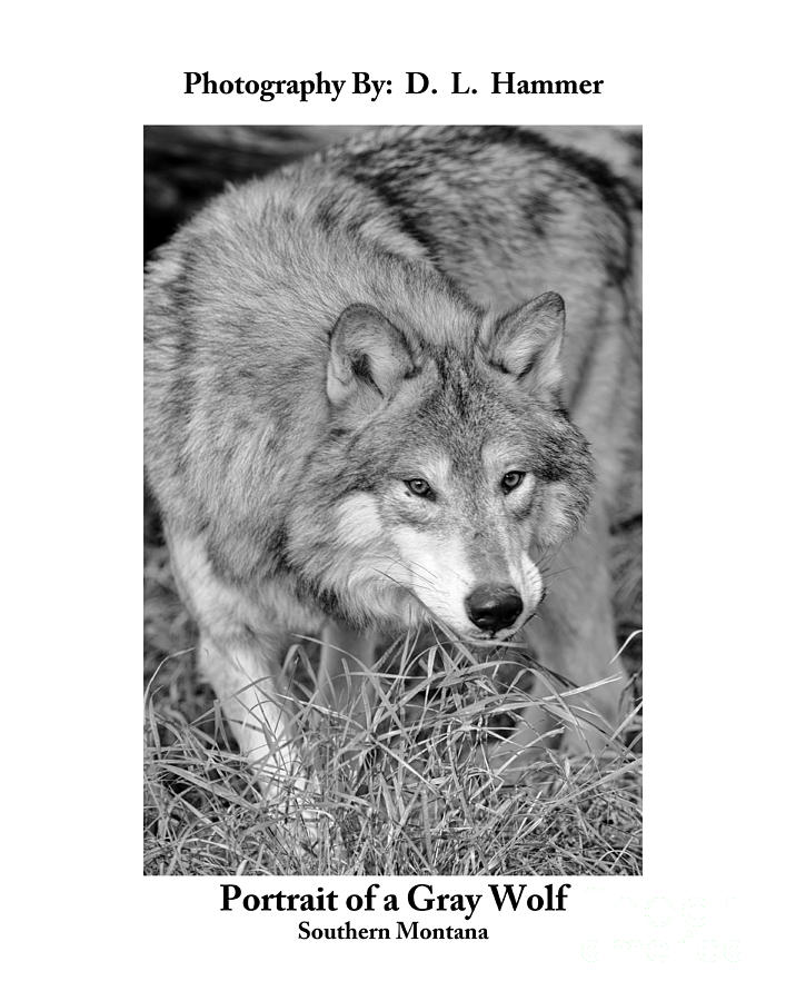 Portrait of a Gray Wolf Photograph by Dennis Hammer