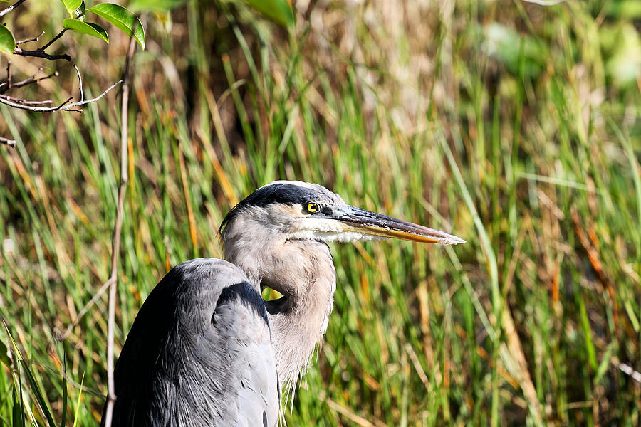 Portrait of a Great Blue Photograph by Katherine White
