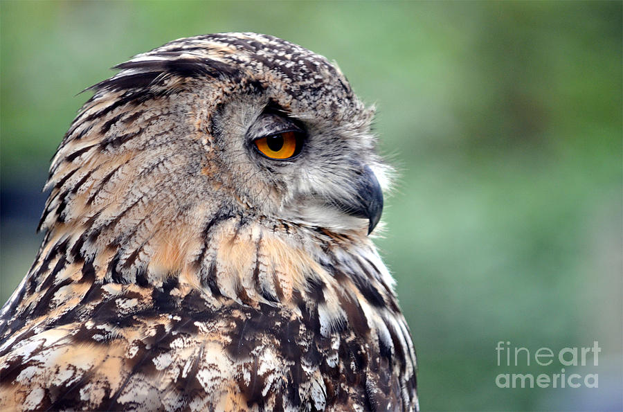 Portrait of a Great Horned Owl Photograph by Jim Fitzpatrick